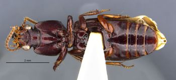 Media type: image;   Entomology 30168 Aspect: habitus ventral view